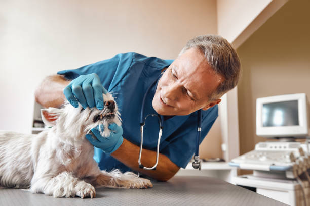 Best Dental Abscess Treatment in Altoona, WI